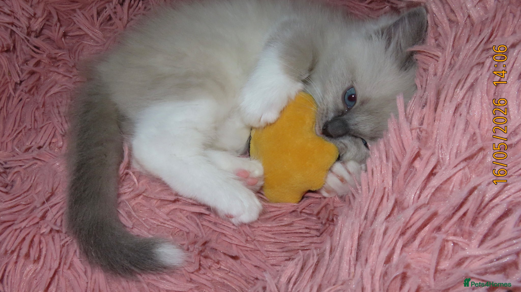 Ragdoll cats for sale: Beautiful Blue Point Mitted Ragdoll Boy in Banbury - Advert 6