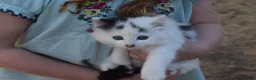 Mixed Breed cats for sale: 3 FLUFFIEST black & white kittens! 2 female 1 male - Advert 11
