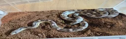 Corn Snake reptiles for sale: 5 Corn Snakes ready to leave  in Wisbech - Advert 3