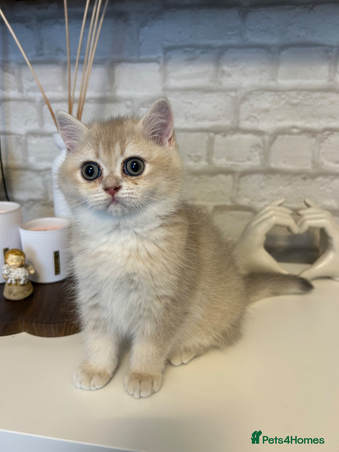 British Shorthair cats Blue Golden BSH female  - Advert 14