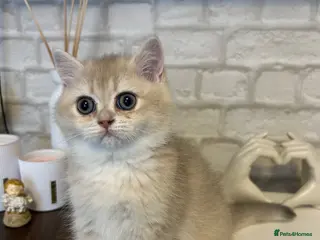 British Shorthair cats Blue Golden BSH female - Advert 14