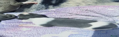 Whippet 7