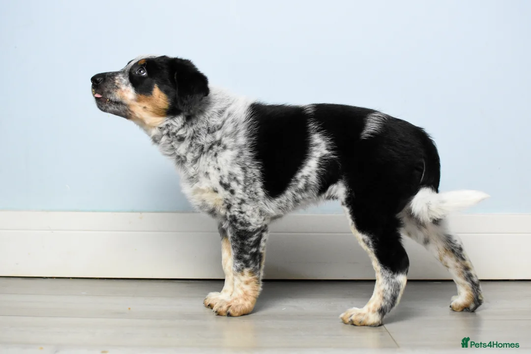 Border Collie dogs for stud: DNA clear proven Border Collie stud  in Treorchy - Advert 8