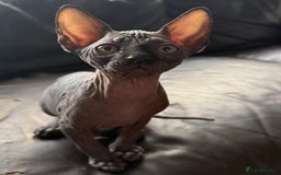 Sphynx cats for sale: ✨ Chunky Stunning Sphynx Kittens for Sale ✨ - Image 1