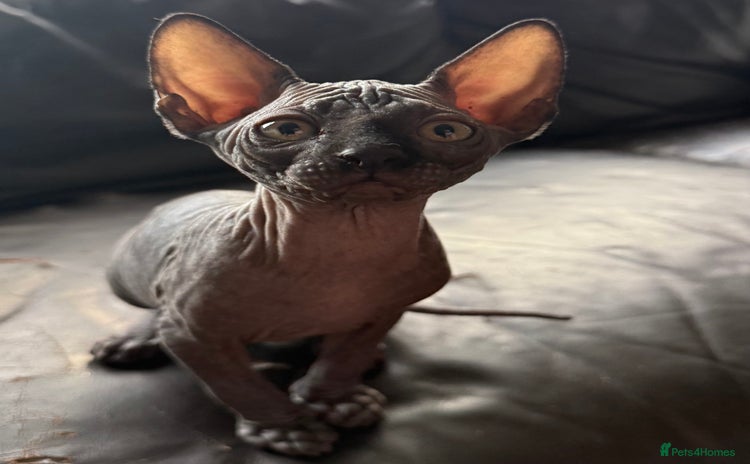 Sphynx cats - Advert 1