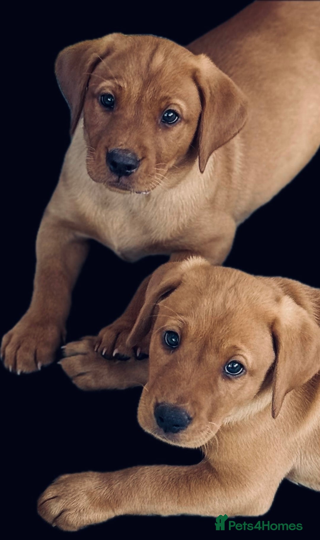 Labrador Retriever dogs for sale: KC REG RED FOX LABRADORS - ONLY 1 MALE LEFT  in Brockenhurst - Image 5