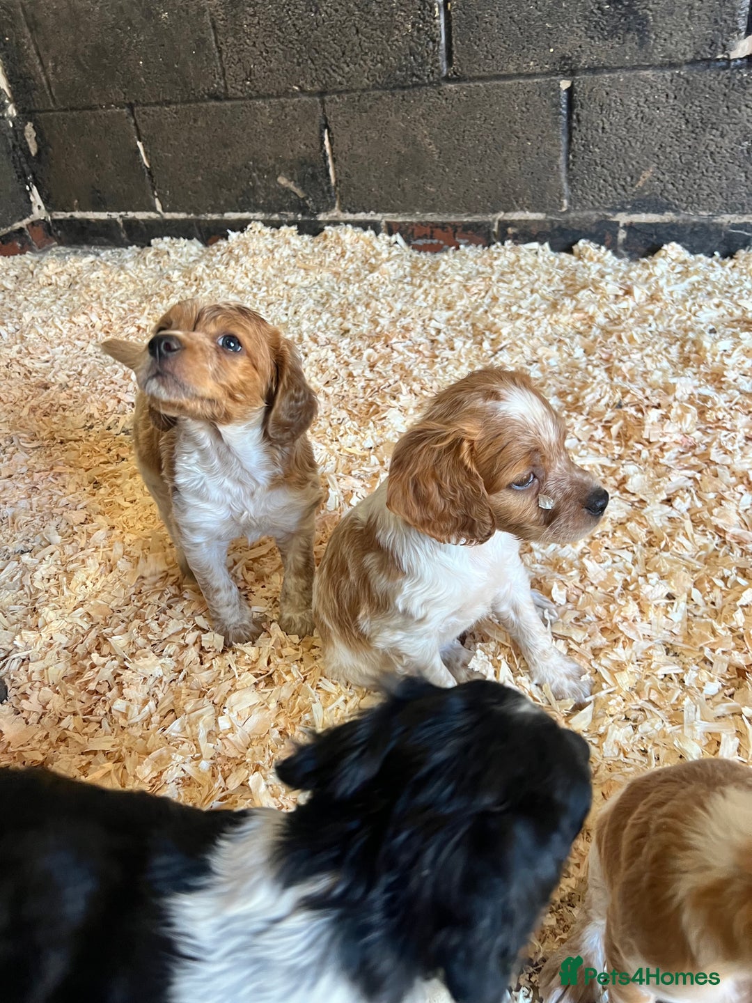 Brittany Spaniel dogs for sale: Brittany puppies for sale  - Image 18