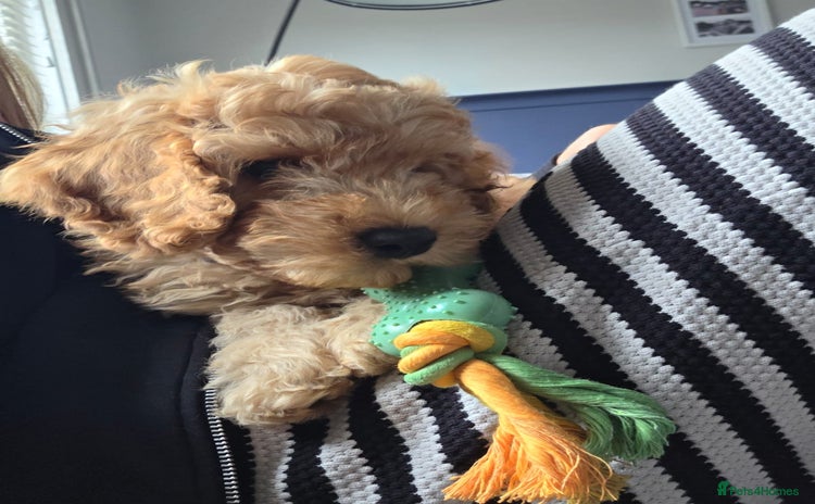 Cockapoo dogs - Advert 15