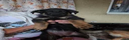 German Shepherd dogs for sale: German shepher pup - Advert 6