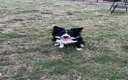 Border Collie dogs for sale: Border collie need rehoming - Image 2