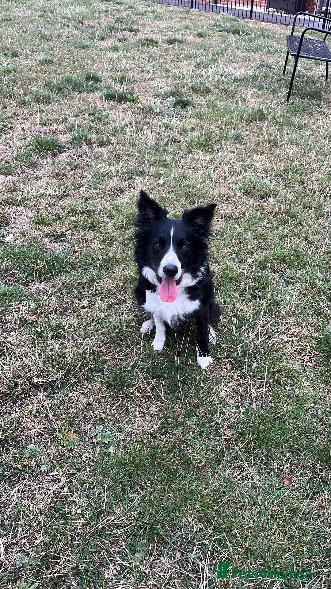 Border Collie dogs for sale: Border collie need rehoming - Image 2