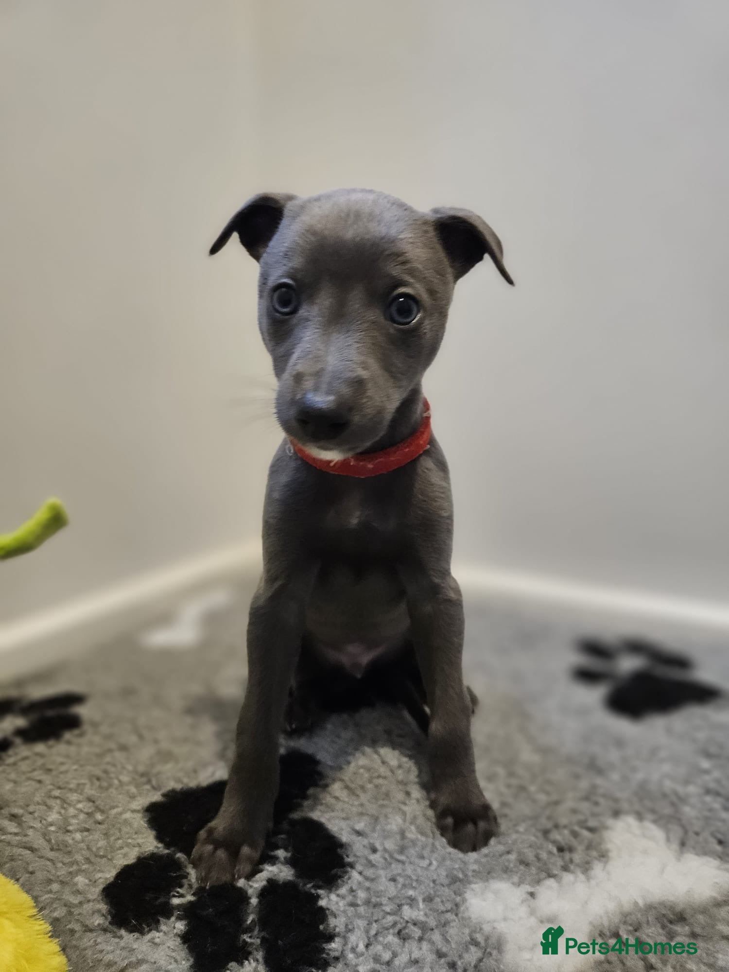 Whippet dogs Quality KC reg whippet puppies  - Advert 1