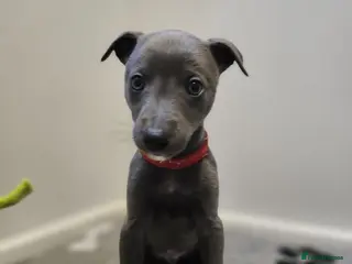 Whippet dogs Quality KC reg whippet puppies - Advert 16