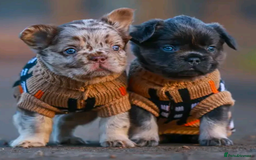 French Bulldog dogs for stud: New shade fluffy merle  in Sheffield - Image 33