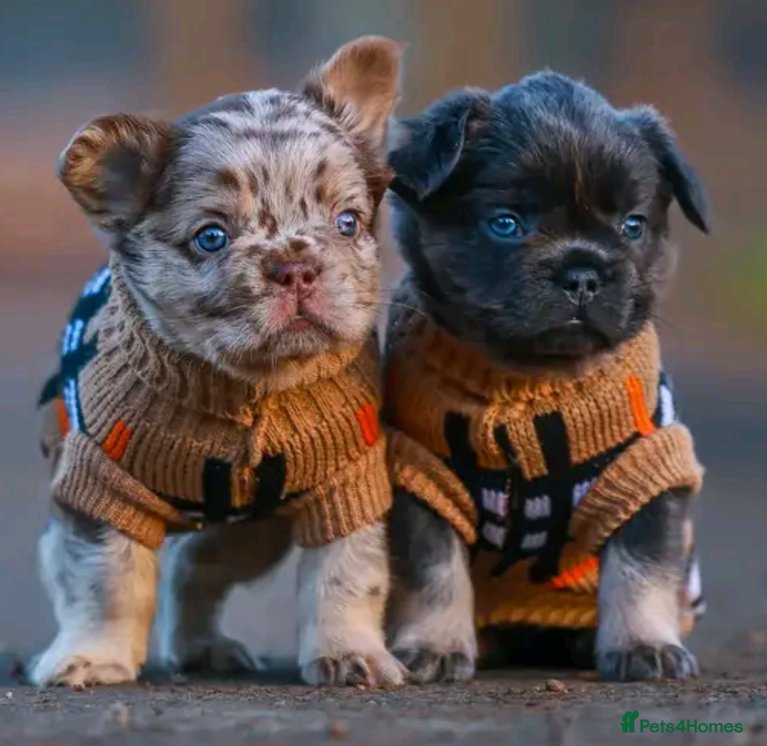 French Bulldog dogs for stud: New shade fluffy merle  in Sheffield - Image 33