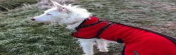 Ibizan Hound dogs for adoption: Babu - Spanish Podenco  in Doncaster - Advert 10