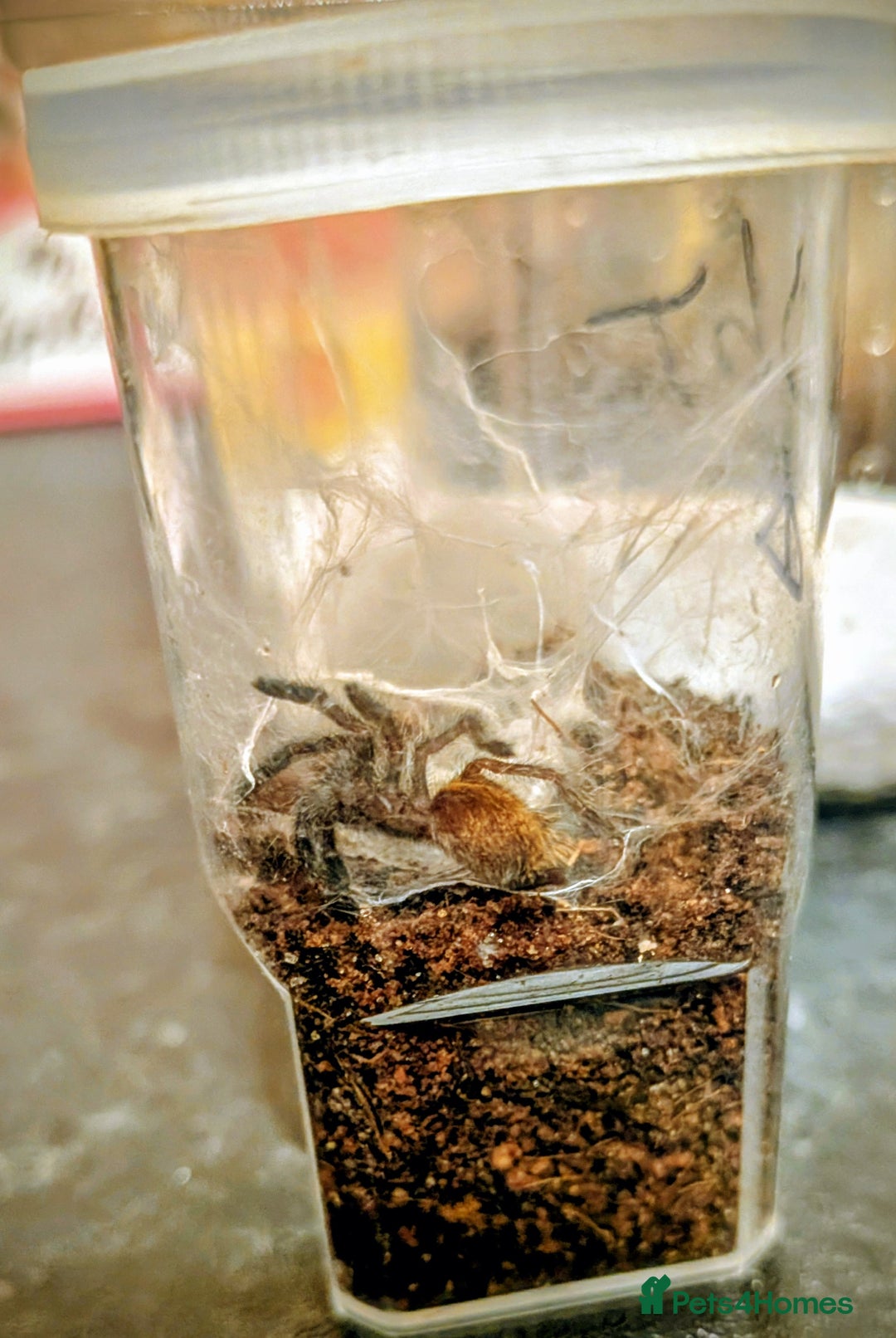 Tarantulas invertebrates for sale: P murinus obt red colour form - Advert 1