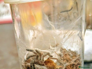 Tarantulas invertebrates for sale: P murinus obt red colour form - Advert 1