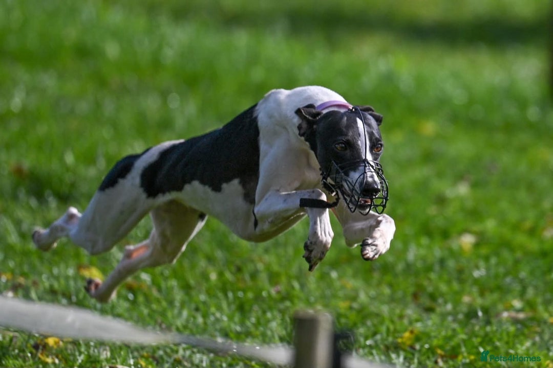 Whippet dogs for sale: Sweet Female Whippet - Advert 5