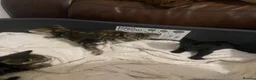 Bengal cats for sale: Bengal /British shorthair mix 🥰 - Advert 8