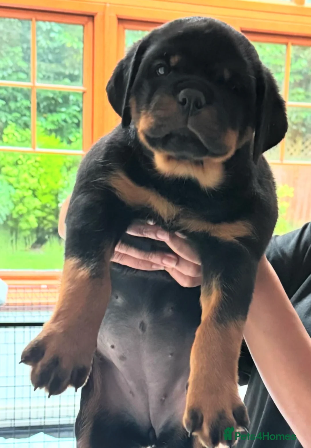 Rottweiler dogs for stud: HUGE HEALTH TESTED STUD - 0/0 hips 0/0 elbows in Bedford - Advert 15