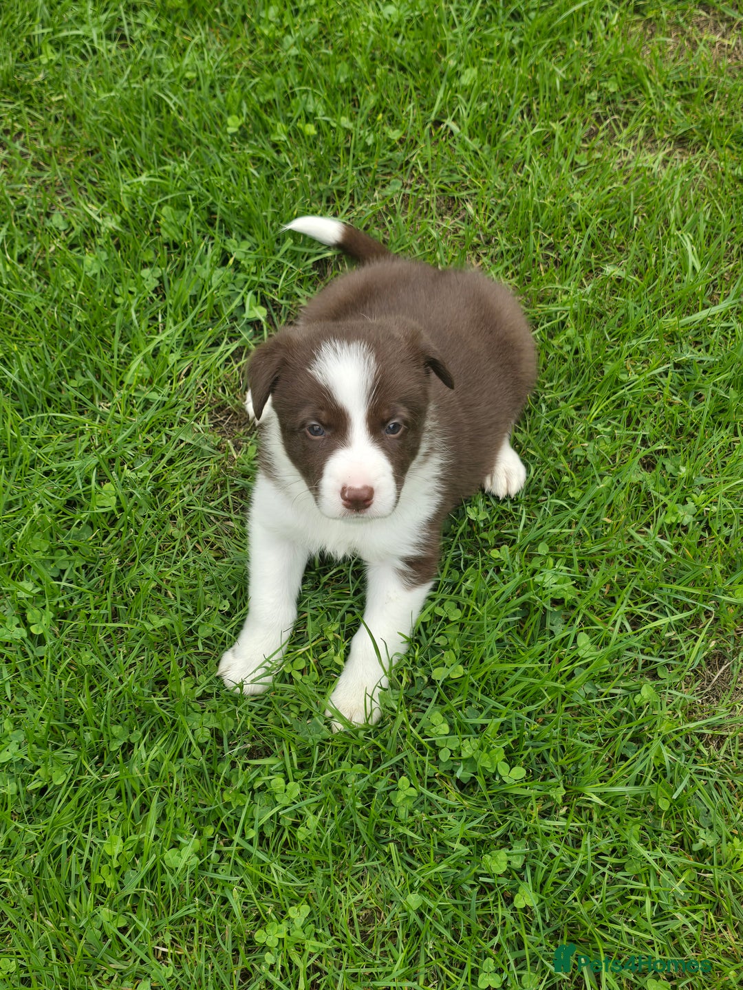 Border Collie dogs for sale: Stunning Blue Merle, Red Merle, Red/Black & White - Image 11