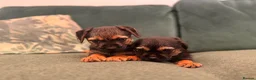 Border Terrier dogs for sale: kc registered Border terriers  in Doncaster - Advert 3