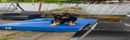 German Shepherd dogs for sale: Apollo - Advert 3