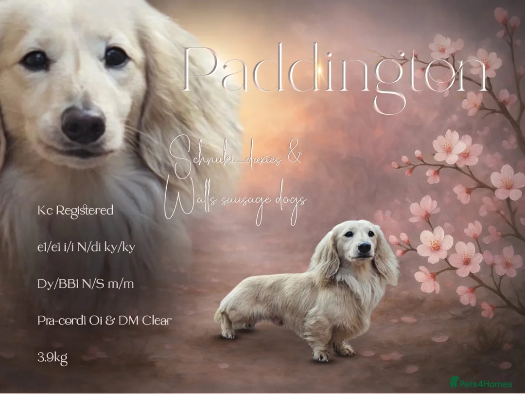 Miniature Dachshund dogs for stud: Tiny Cream Long Haired Miniature Dachshund - Advert 1