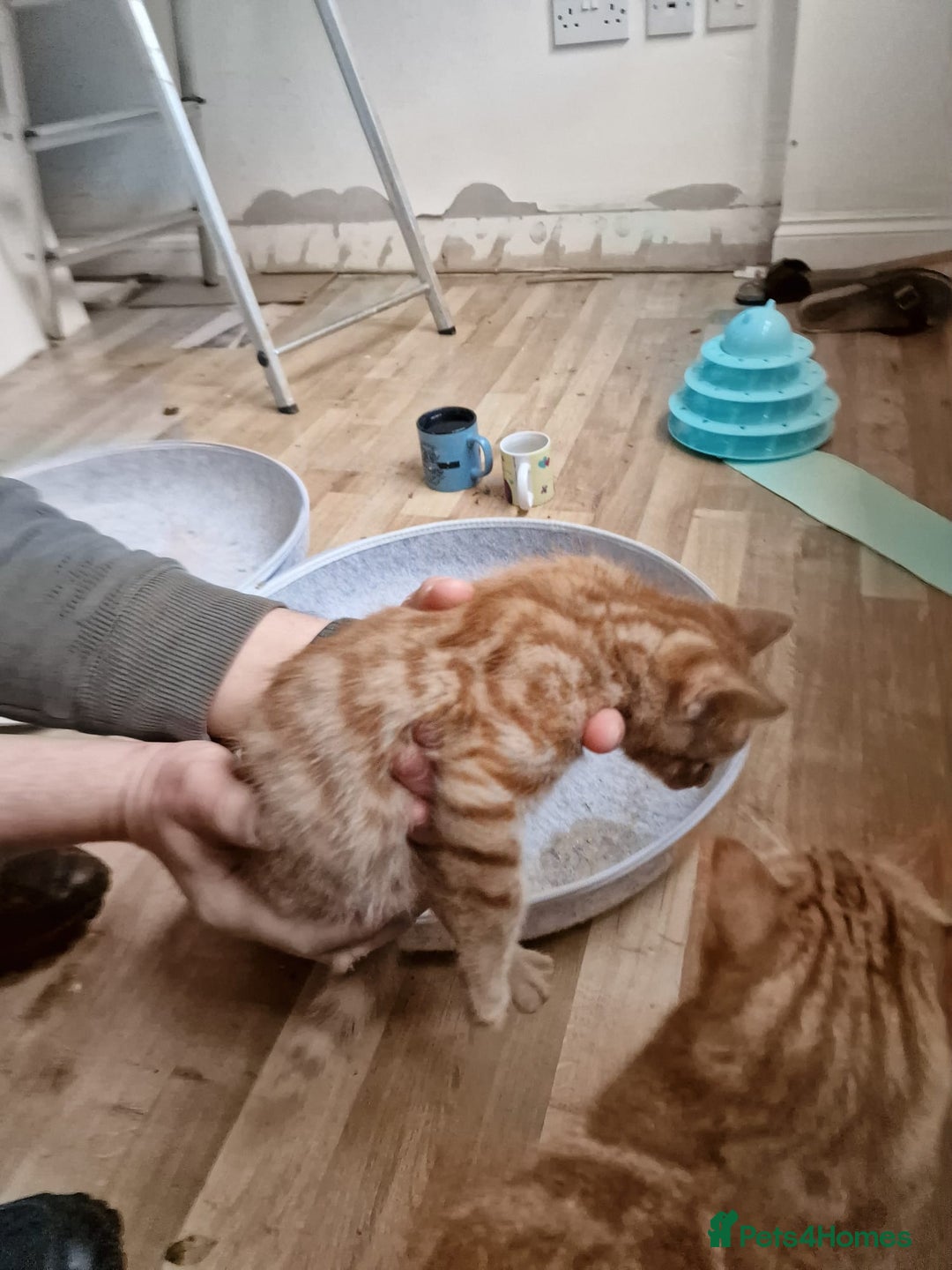 Mixed Breed cats for sale: Cute Ginger Boy ! - Advert 3