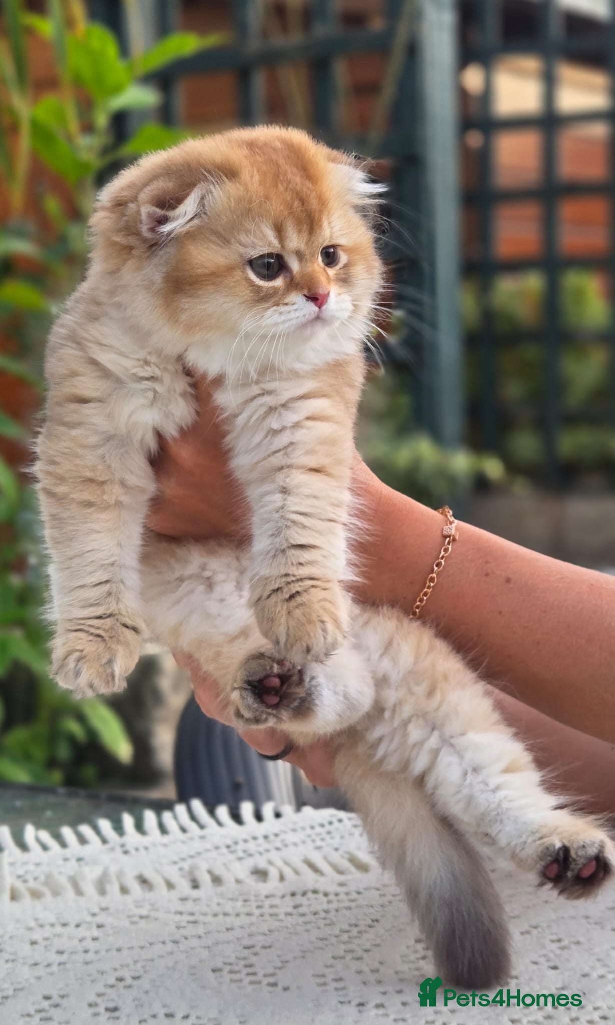 Scottish Fold cats Ready to leave Scottish Fold/Straight kittens ❤️  - Advert 2