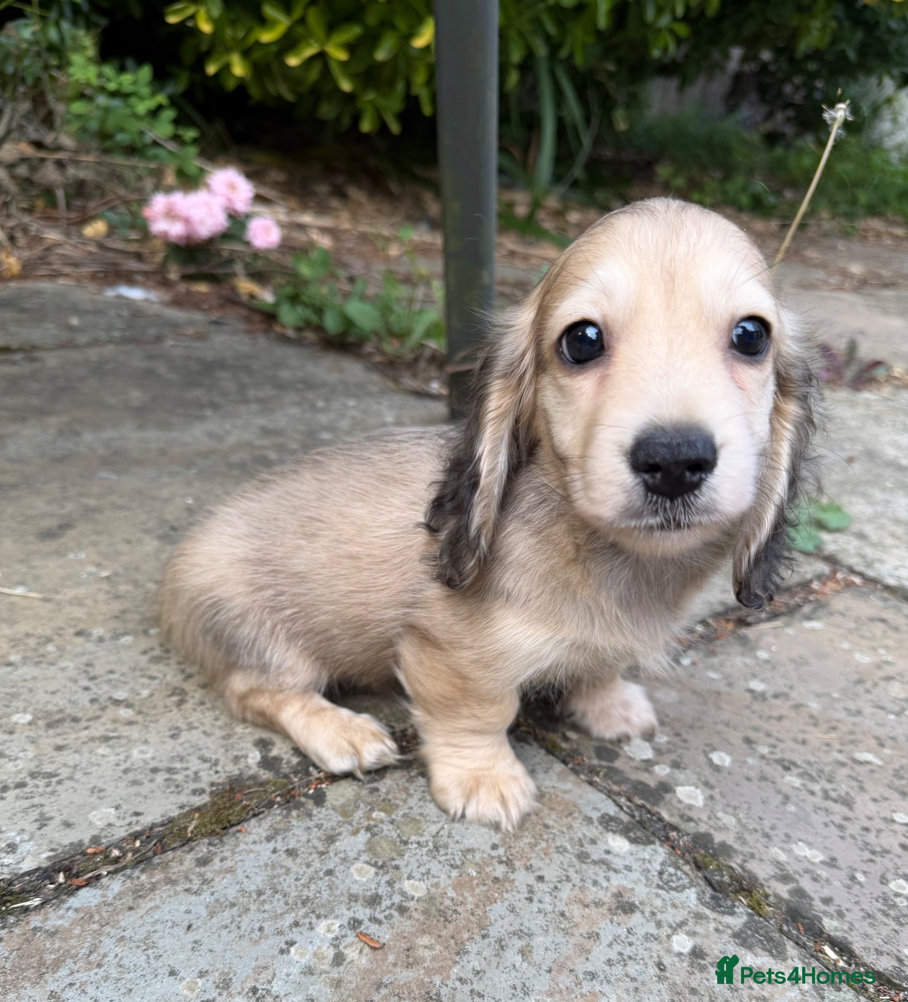 Miniature Dachshund dogs  Health tested cream mini long haired boy - Advert 17