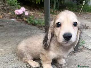 Miniature Dachshund dogs Health tested cream mini long haired boy - Advert 17