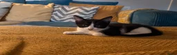 Mixed Breed cats for sale: Beautiful baby girls  in Swindon - Advert 8