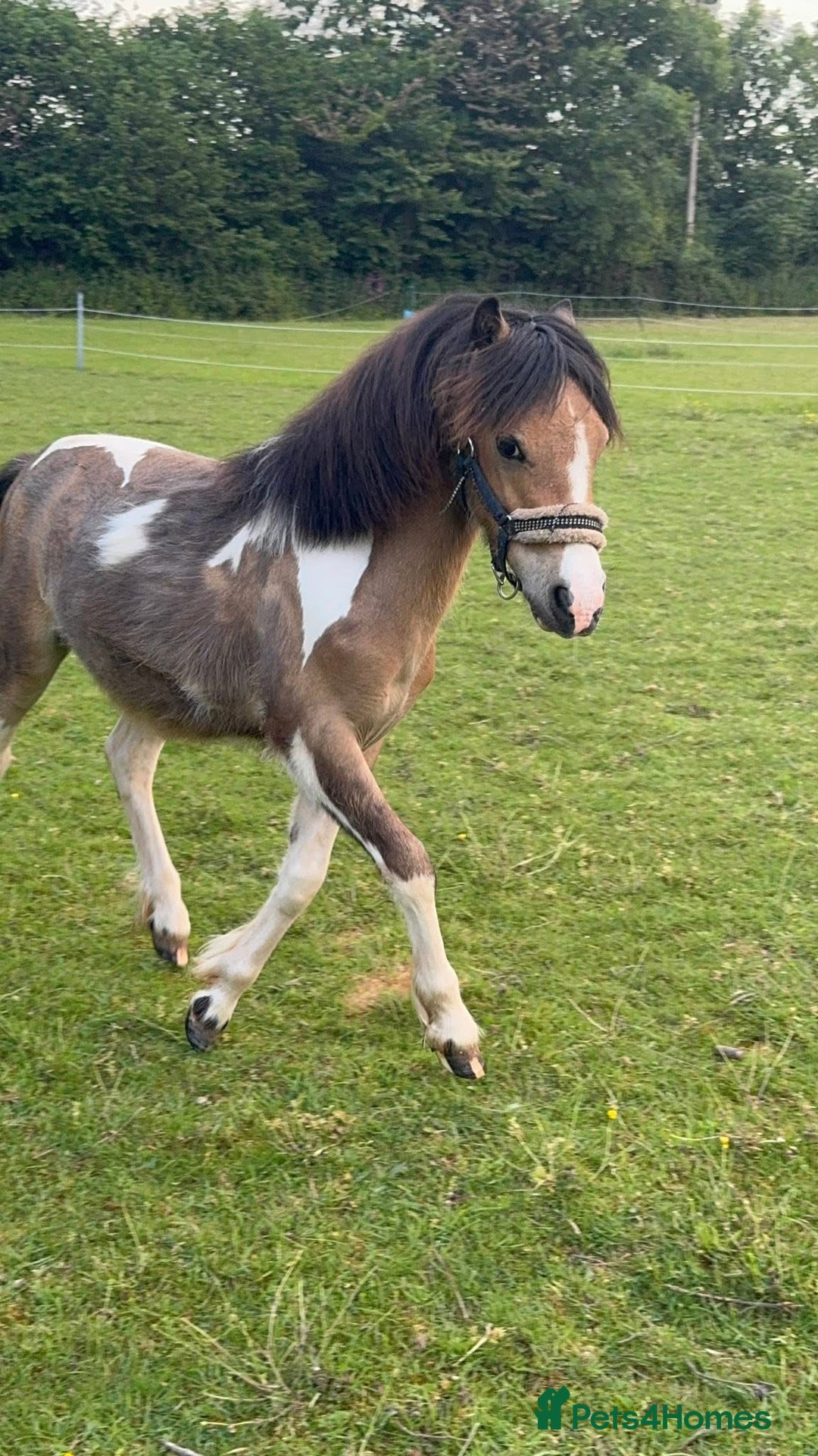 Welsh Section A horses for sale: Beautifully well marked Welsh P/B - Advert 6
