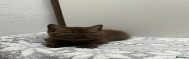 British Shorthair Kitten 3