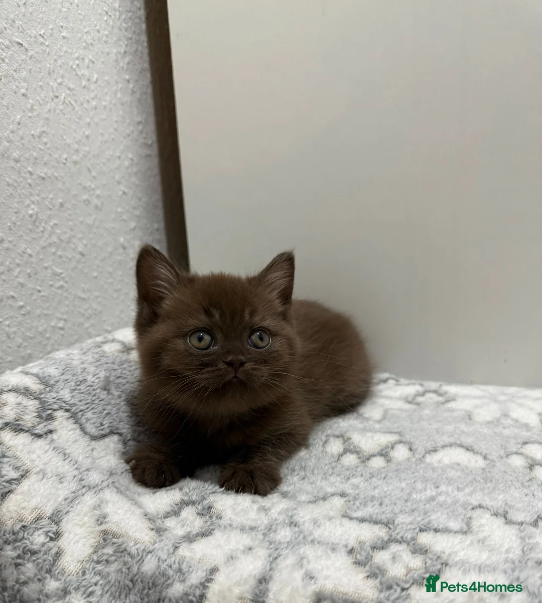British Shorthair cats for sale: Stunning chocolate BSH & BLH kittens - Advert 2