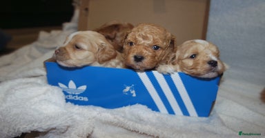 Mixed Breed dogs - Advert 6