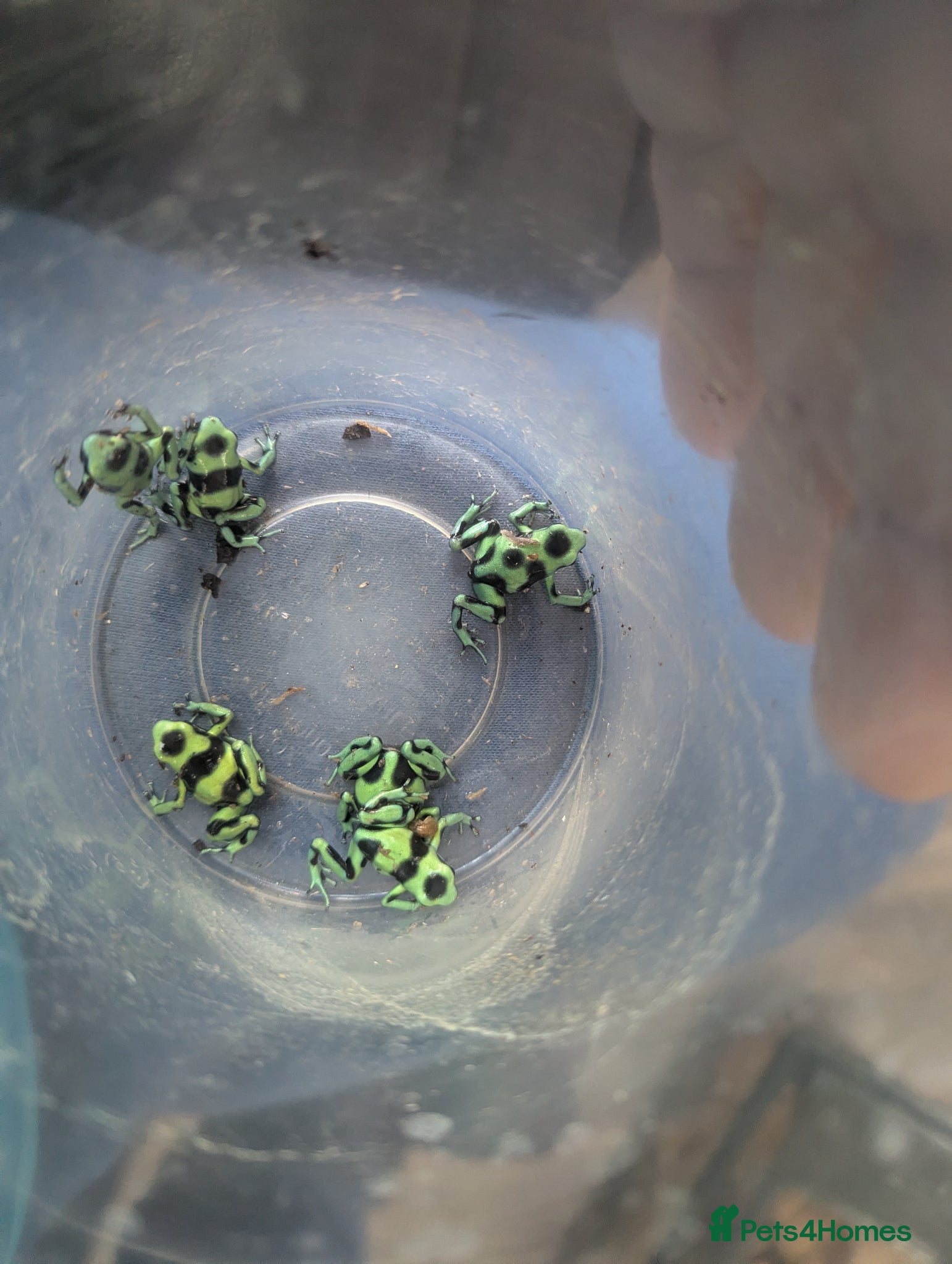 Frog reptiles Green and black poison dart frogs  - Advert 6