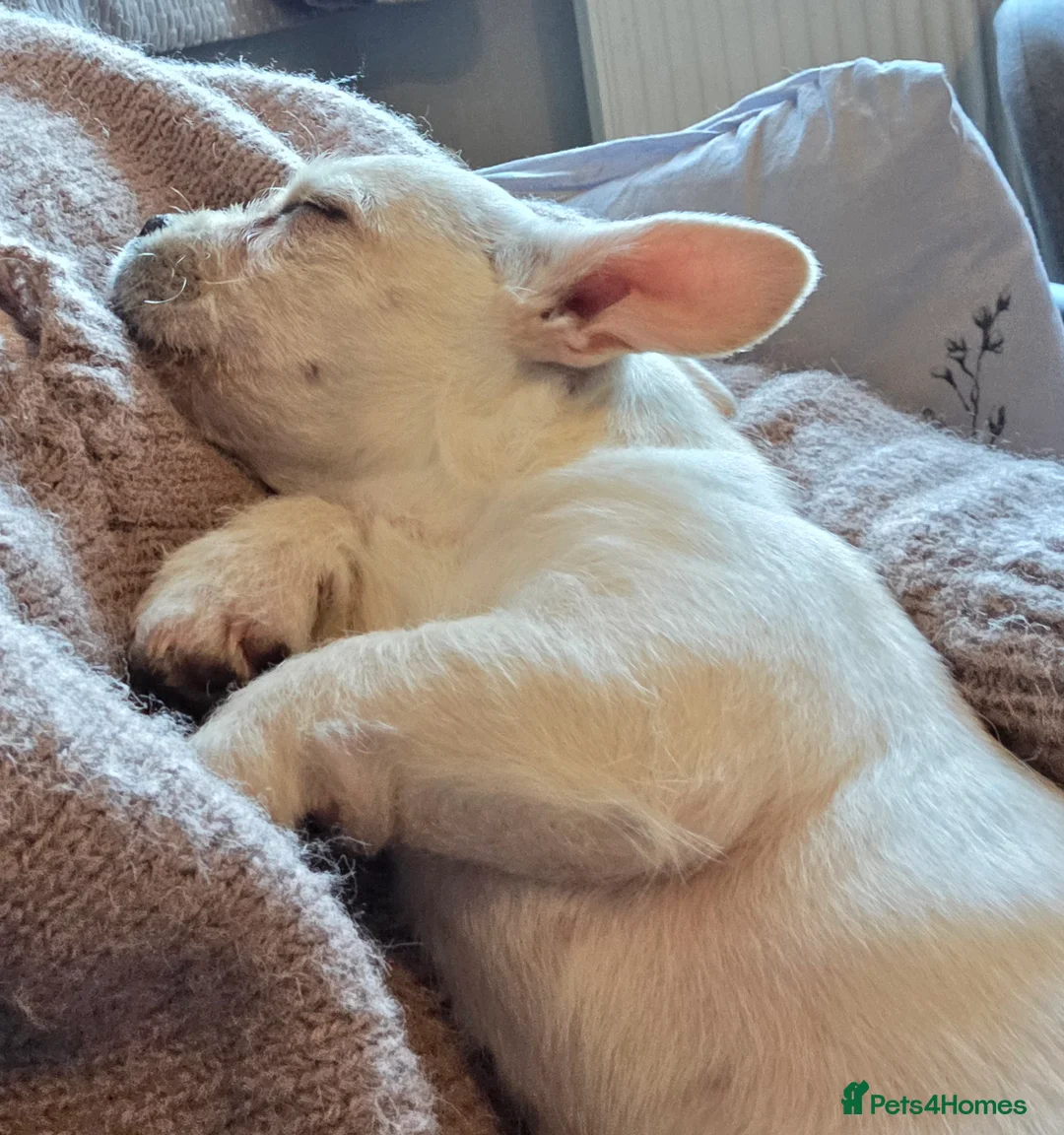 Mixed Breed dogs for sale: Young Frenchie x Jack Russel - Advert 5