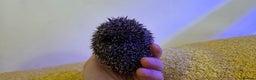 Pygmy Hedgehog rodents for sale: Males and a female pygmy hedgehogs - Advert 5