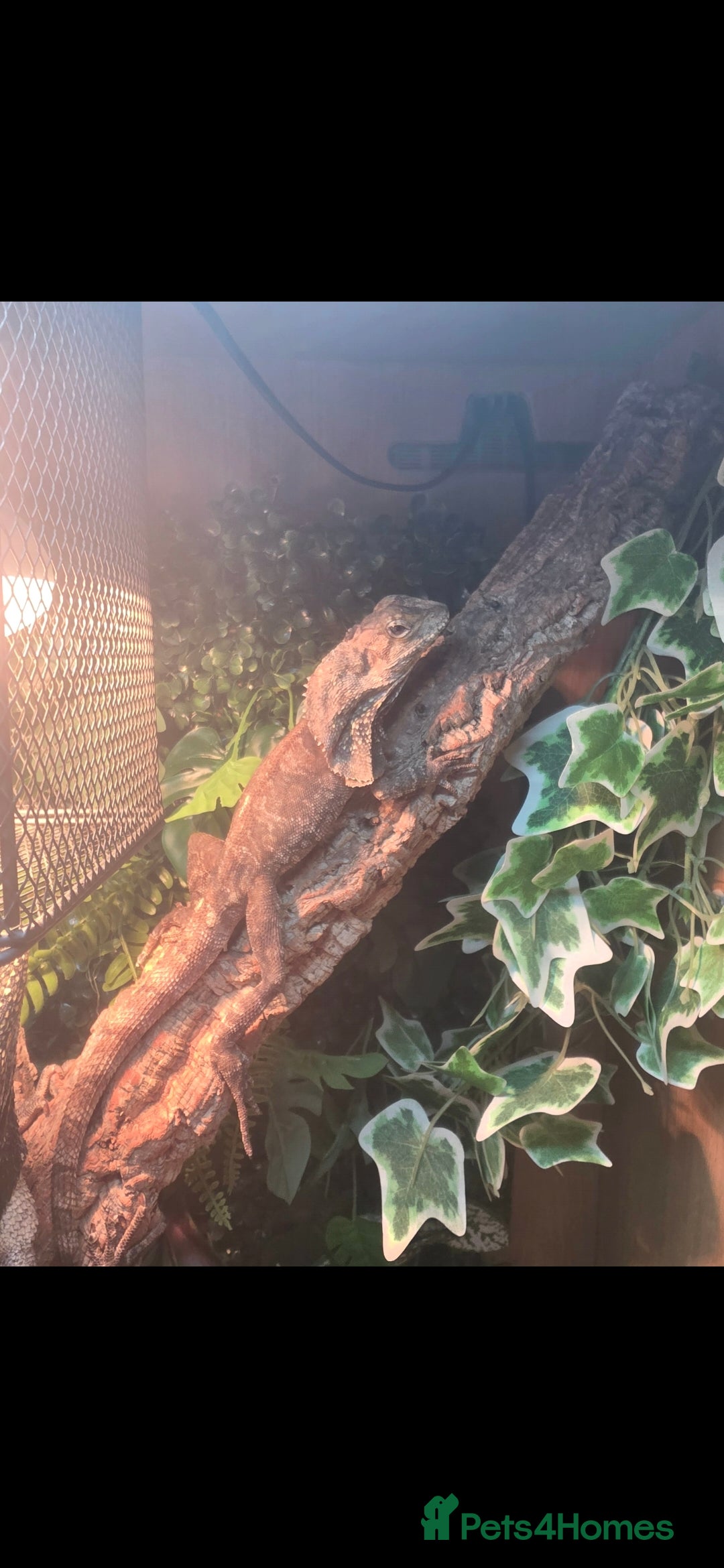 Lizard reptiles for sale: Male and female frilled dragon and tank  - Advert 3