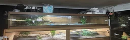 Boa Snake reptiles for sale: Boa and full set up  in Norwich - Advert 2
