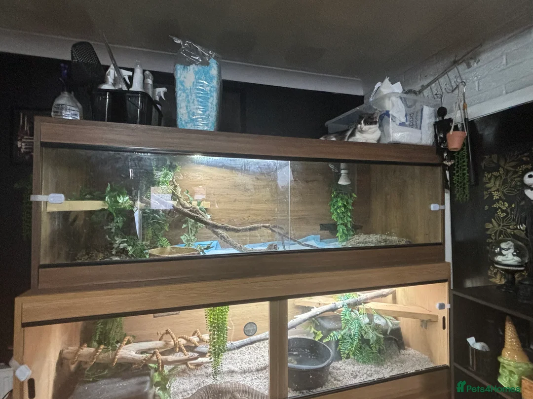 Boa Snake reptiles for sale: Boa and full set up  in Norwich - Advert 2