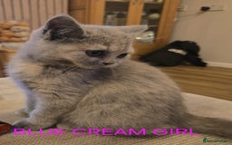 British Shorthair cats for sale: Gorgeous British short haired kittens READY NOW - Image 15