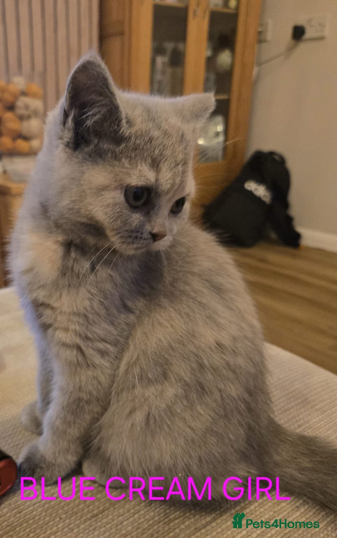 British Shorthair cats for sale: Gorgeous British short haired kittens READY NOW - Image 15
