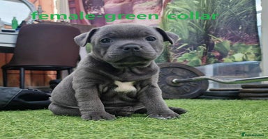 Staffordshire Bull Terrier dogs - Advert 5