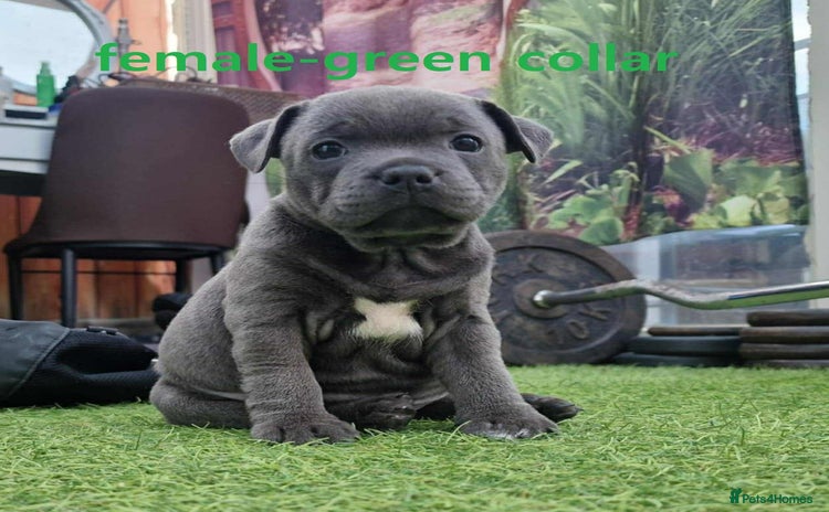 Staffordshire Bull Terrier dogs - Advert 3