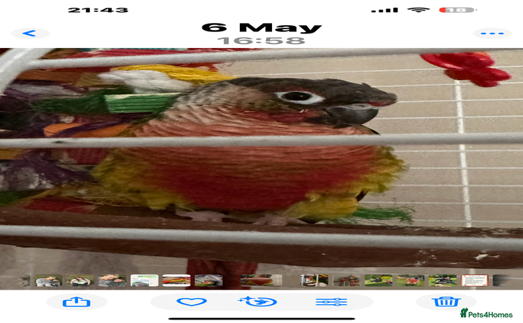 Conures birds - Advert 1