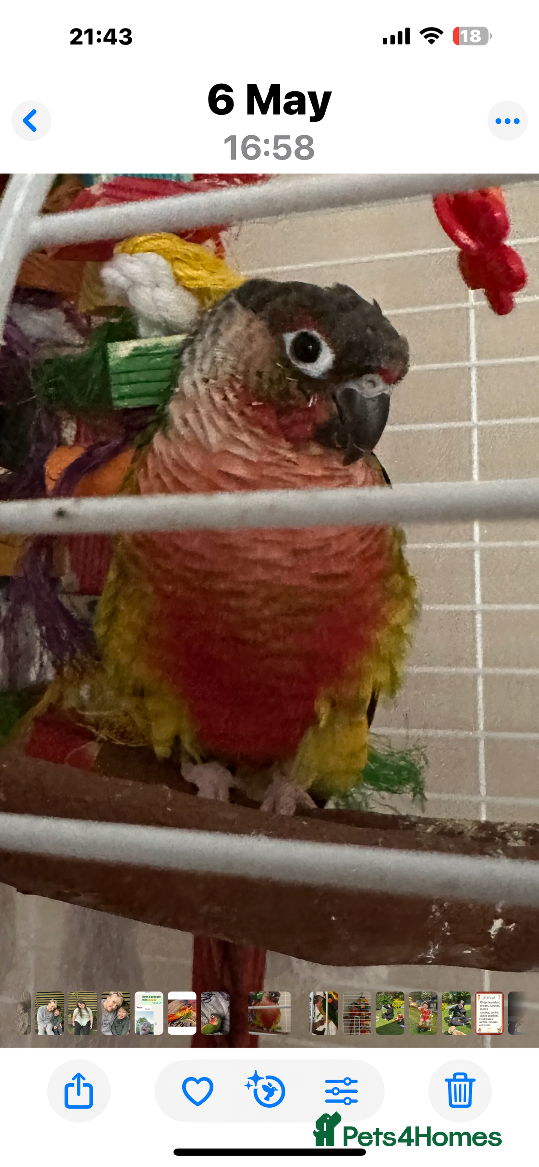 Conures birds for sale: Conure for sale  - Image 1